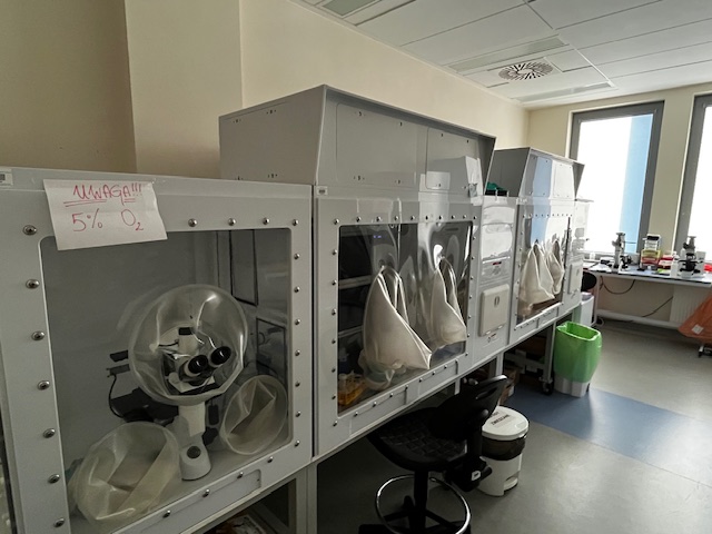 Komora do hodowli in vitro w kontrolowanych warunkach pO2, XVivo, Biospherix